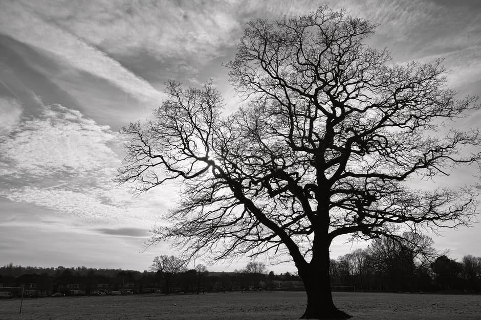 A large, leafless deciduous tree stands prominently in an open grassy area, with its complex network of dark, twisting branches extending outward against a cloudy sky. The tree's textured bark is visible along the trunk, which is sturdy and central in the image, supporting the intricate limb structure. In the background, a row of modest residential buildings is visible along the horizon, partially obscured by a line of smaller, leafless trees that line the perimeter of the field. The ground appears flat and well-maintained, with no visible debris or rubbish. The sky is filled with layered clouds and streaks of darker clouds, adding a dramatic tone to the scene. Overall, the scene conveys a quiet, natural setting with no visible signs of waste or rubbish, suitable for a landscape photo illustrating natural environments in the context of private or independent waste handling at outdoor locations managed by waste clearance services such as Waste Clearance Croydon.